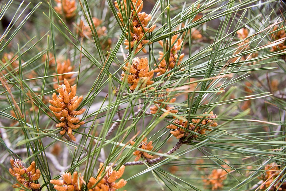 植物,绿党,长大