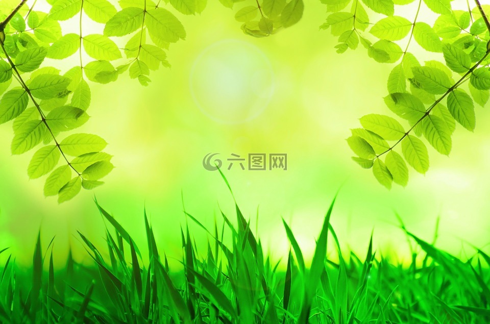 春,叶子,绿色