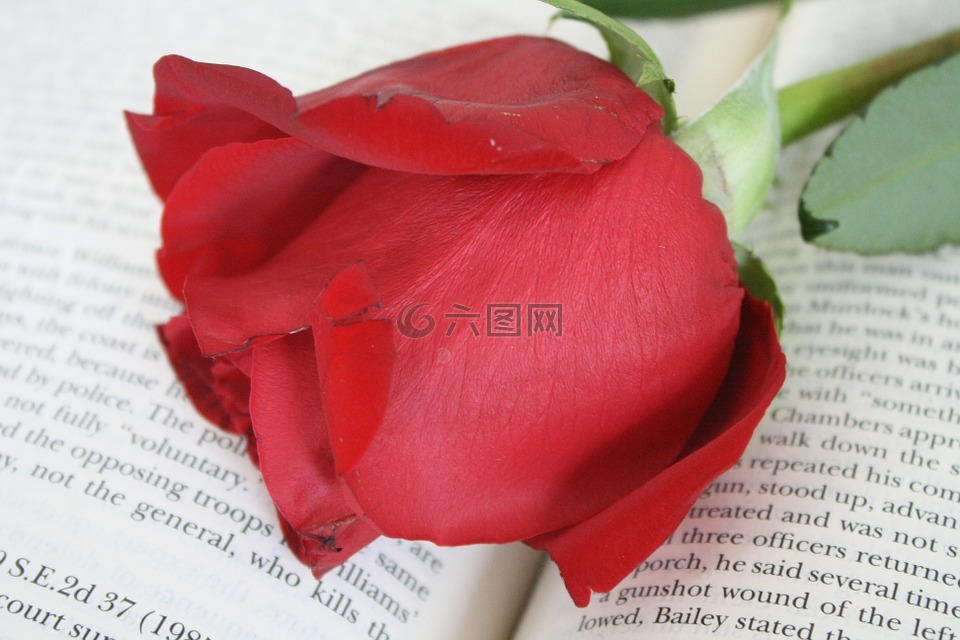 玫瑰,书,花