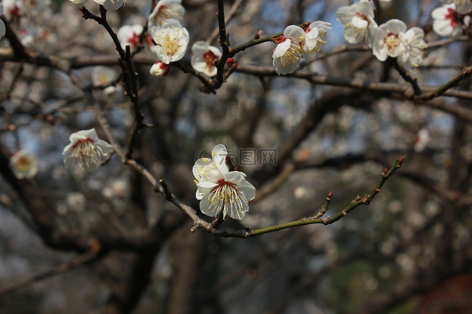 花,树,意境