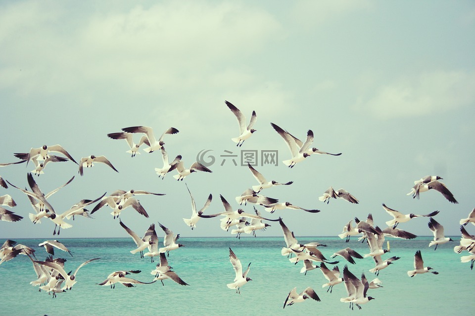 海鸥,海滩,鸟
