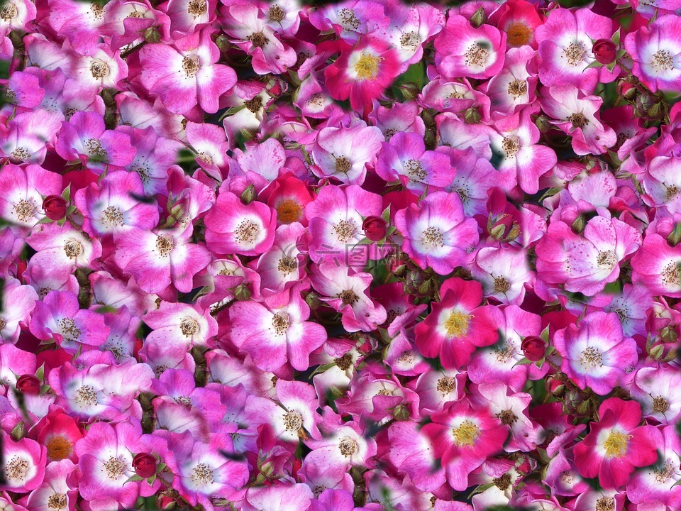 花毯,粉色白色,春天