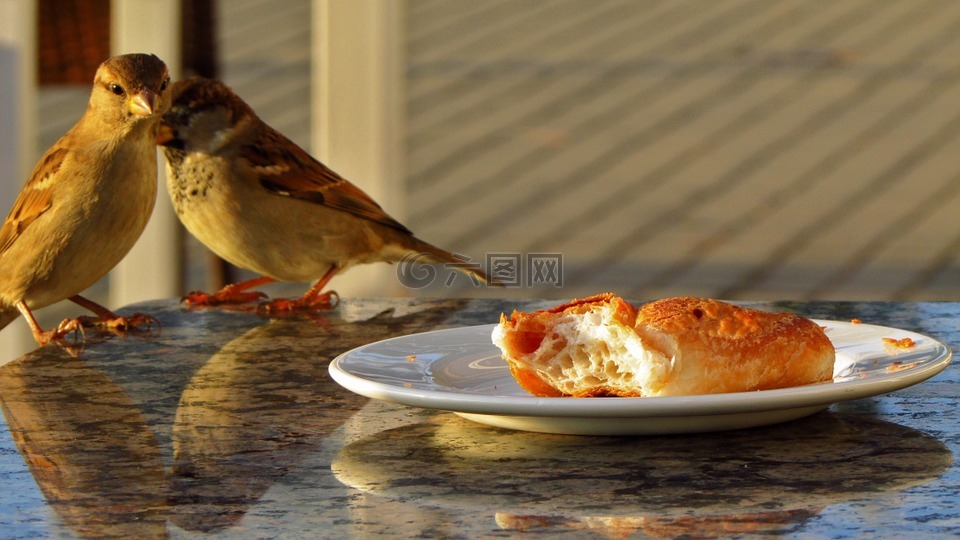 鸟,餐厅,牛角面包