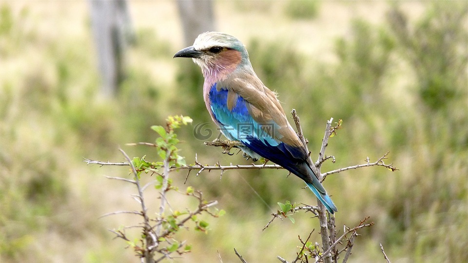 国家鸟,猎鸟,纳米比亚