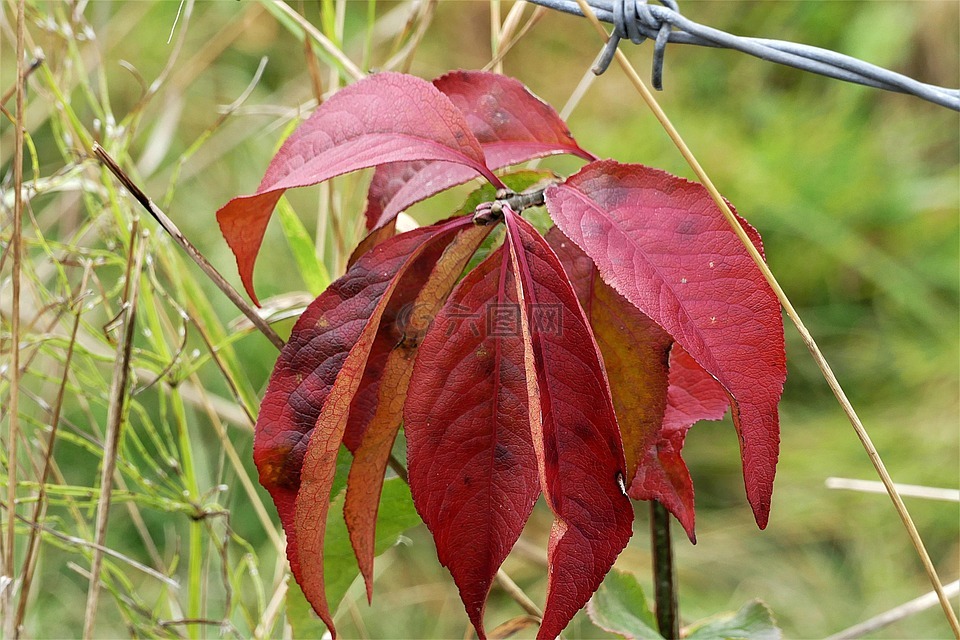 秋天树叶,红色,秋天的颜色