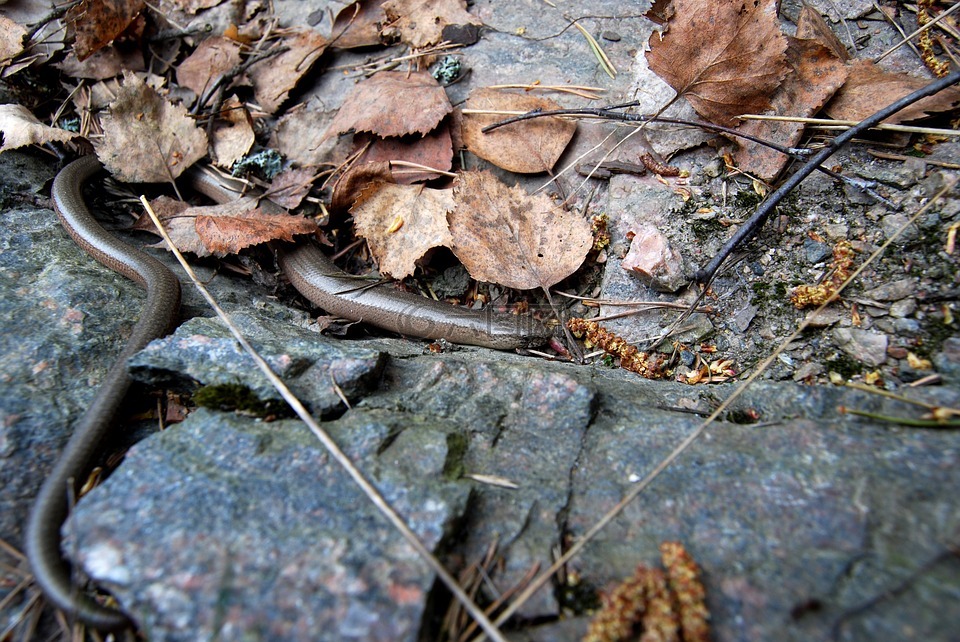 slow-worm,厚颜无耻,大自然