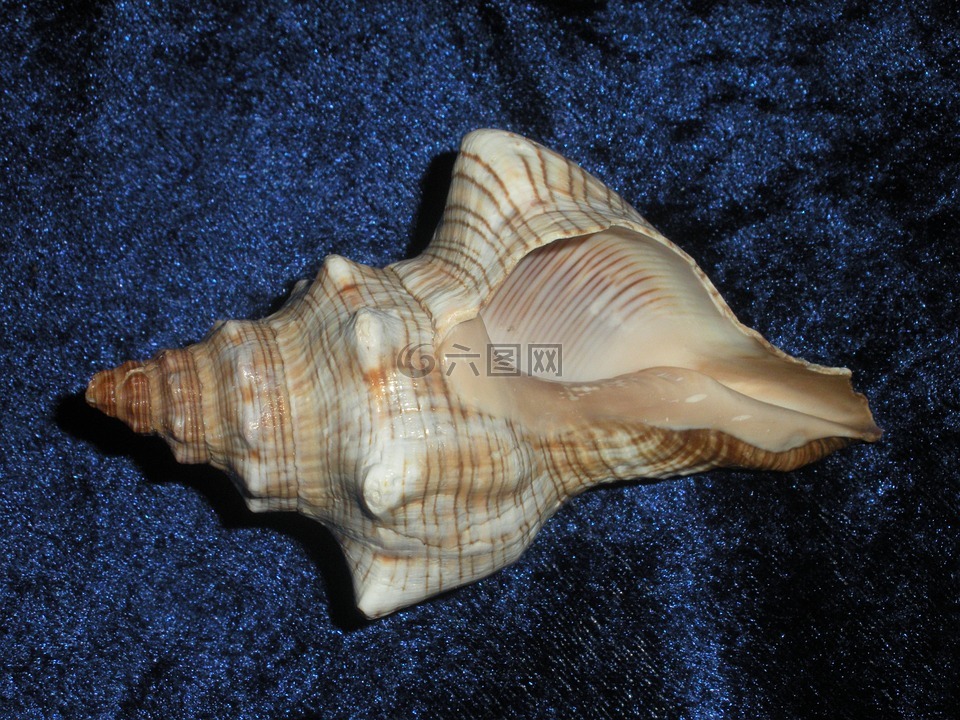 海螺,贝壳,装饰