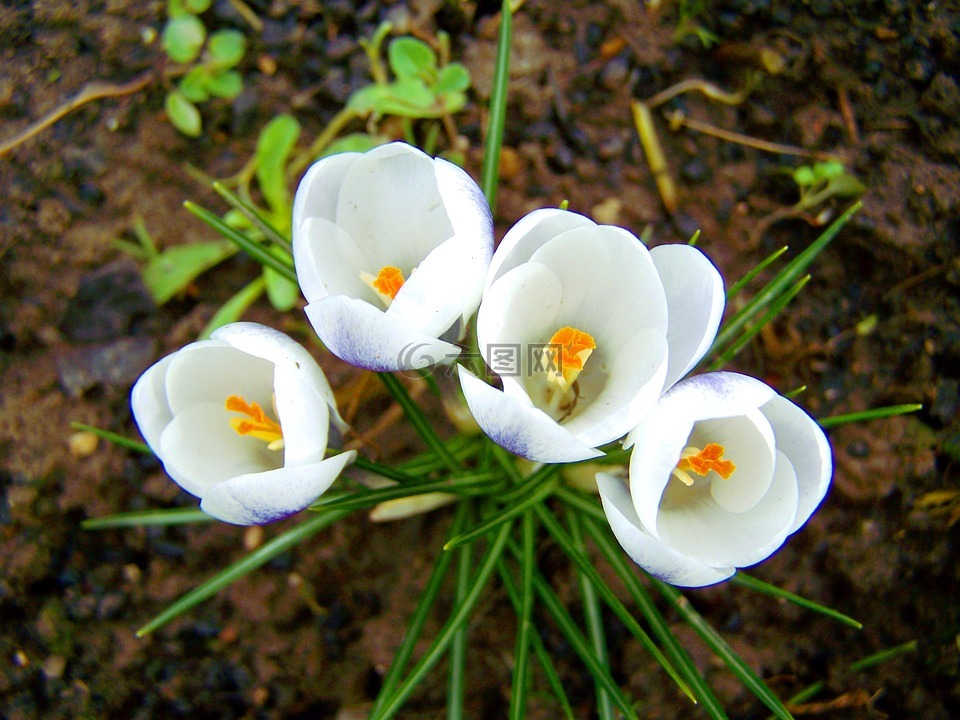 番红花,白花,春天