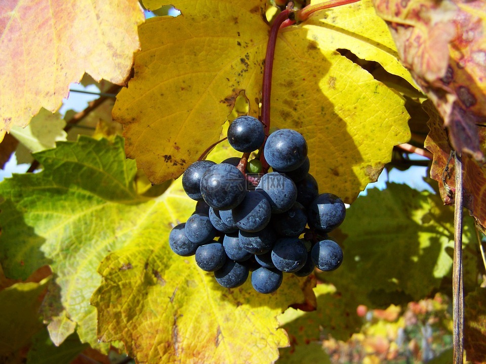 红葡萄,成熟的水果,秋季