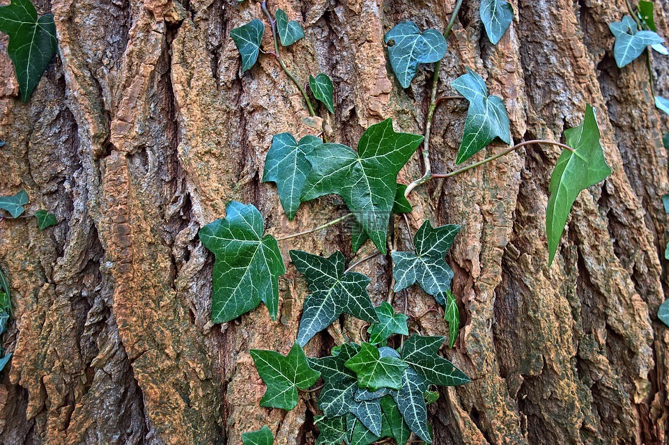 樹,樹幹,樹皮