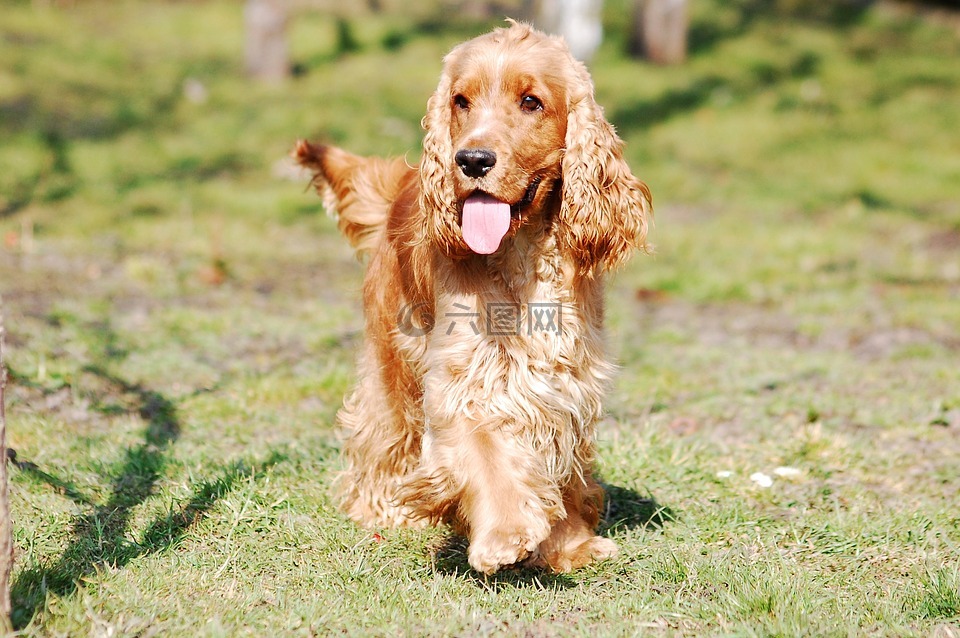 可卡犬语,可卡猎犬,coker