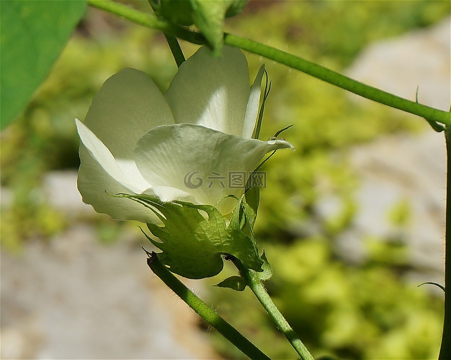 棉花开花,棉花,花