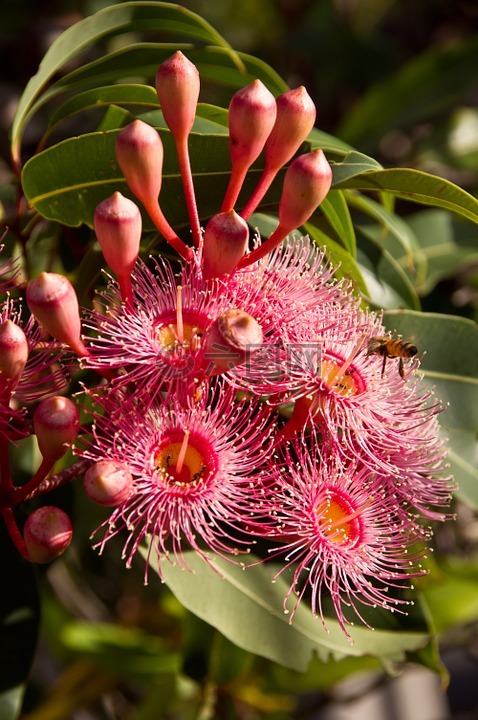 桉树的花,鲜花,澳大利亚