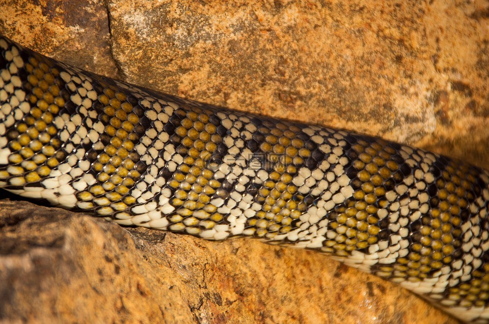 地毯蟒,蟒蛇,澳大利亚