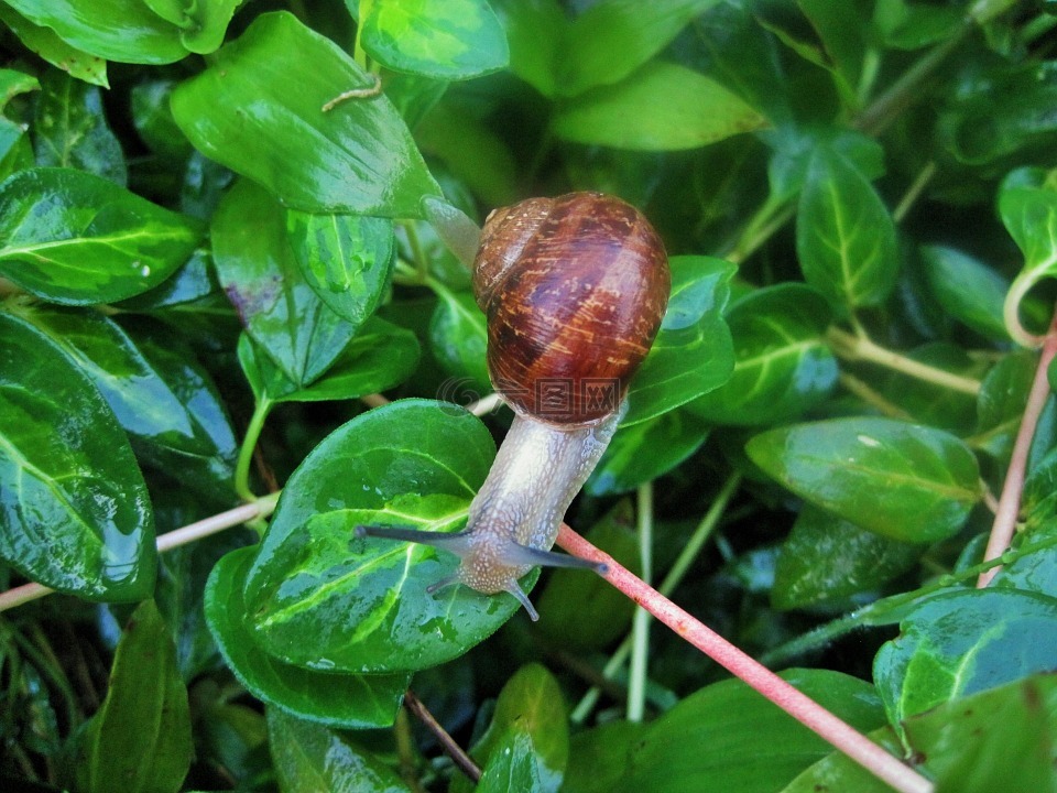 禅境花园蜗牛图片