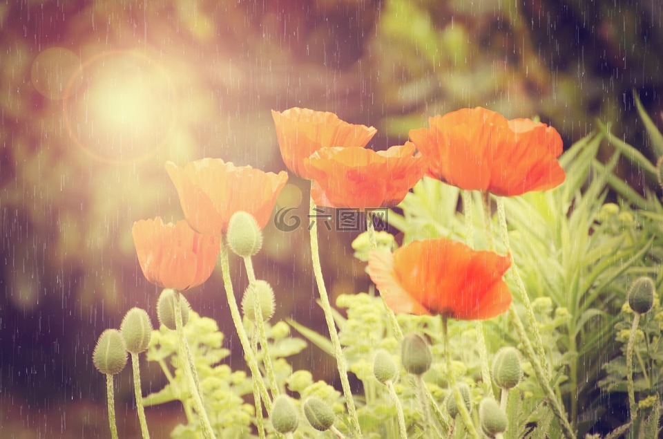 鲜花,花,雨