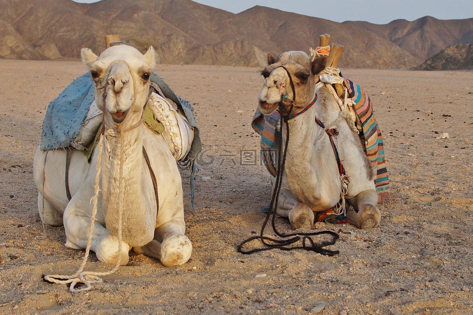 沙漠,骆驼,沙漠动物