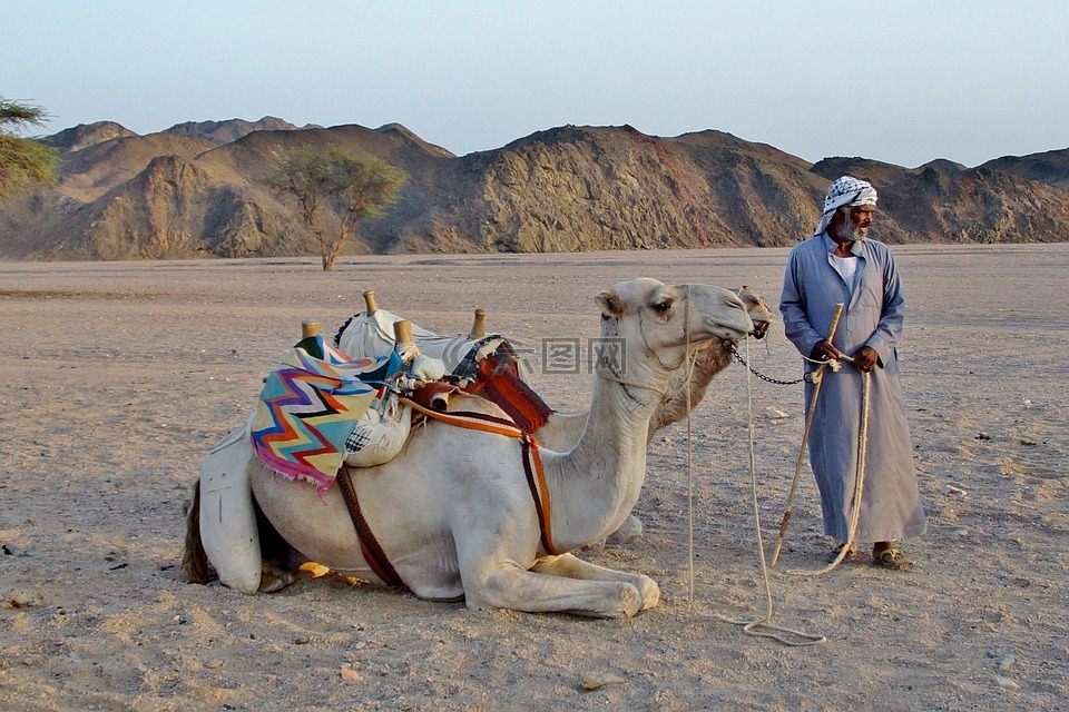 骆驼,贝都因人,沙漠