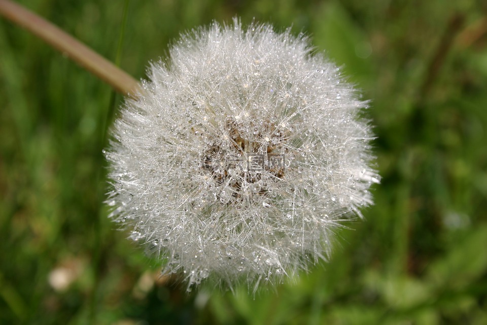 蒲公英,植物,尼姑