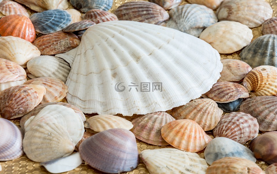 海贝壳,贝壳,海