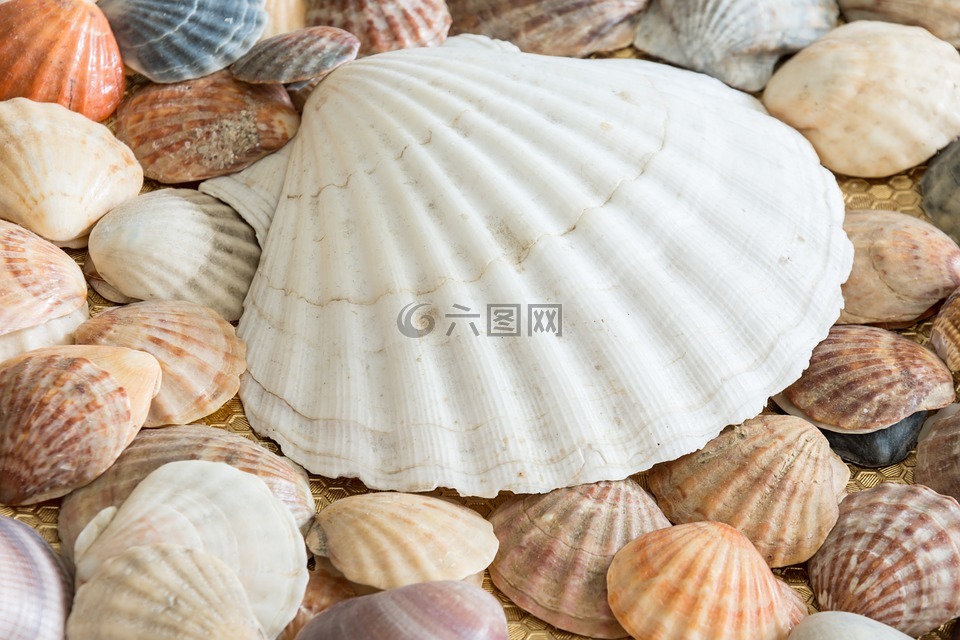 海贝壳,贝壳,海