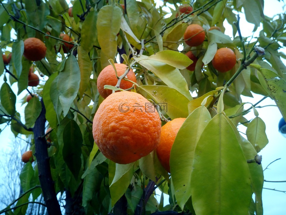 橘子,树,果树