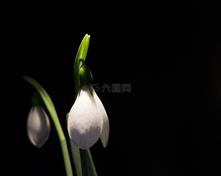 雪莲,宏,白色的花
