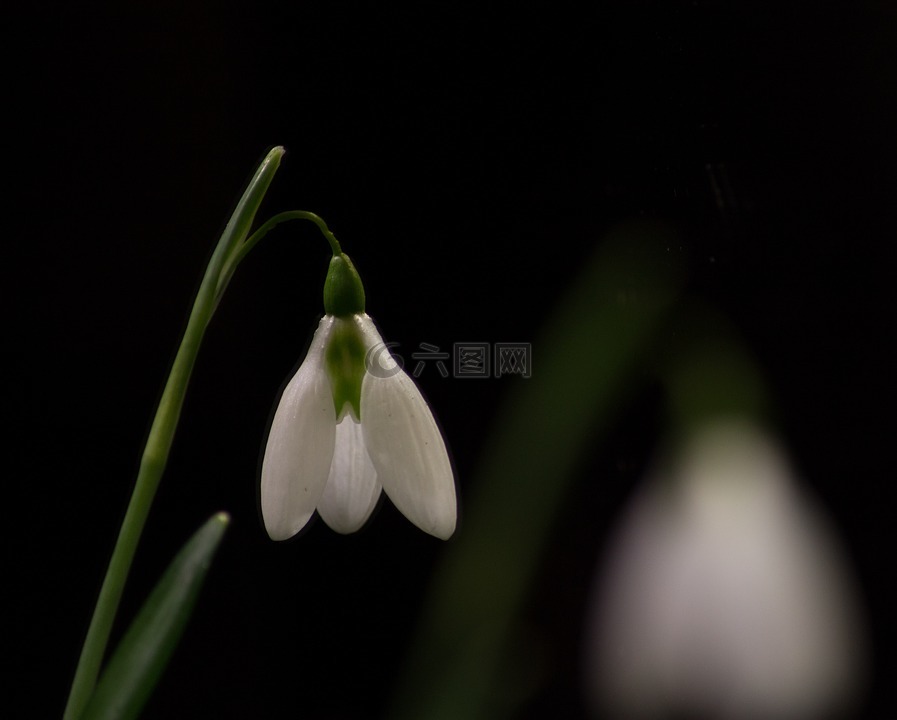 雪莲,宏,白色的花