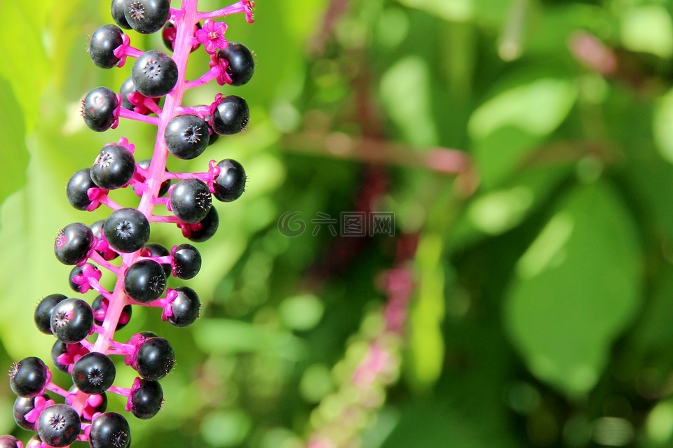 美国商陆,phytolacca americana,入侵物种