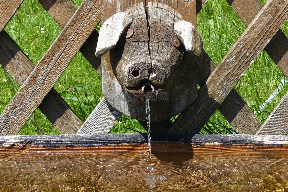 喷泉,猪的头,饮水槽