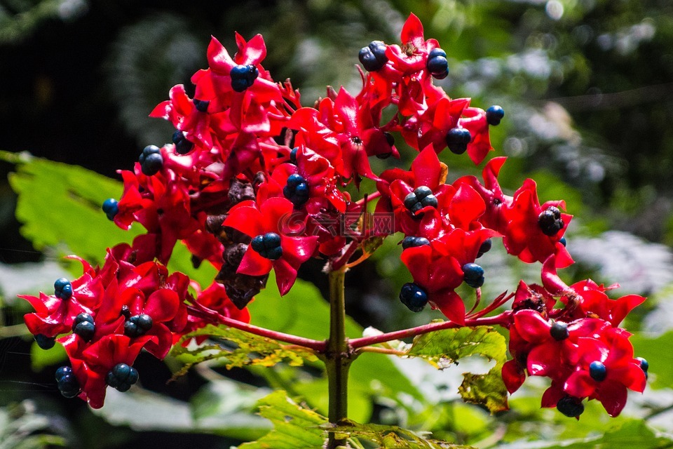 花,红色的马来西亚,婆罗洲