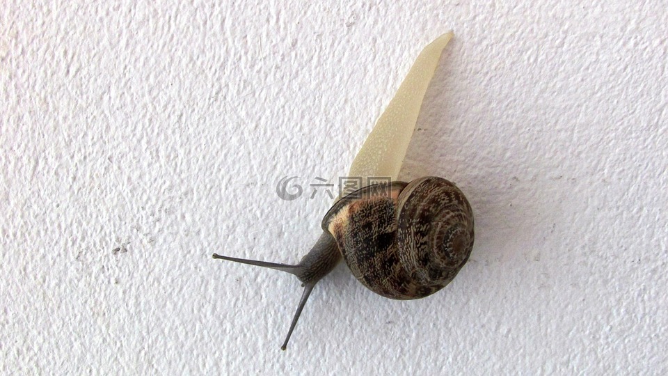 蜗牛,墙,访客