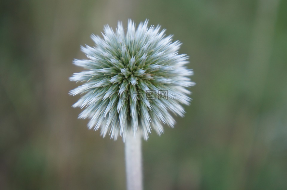 花,一轮,水飞蓟