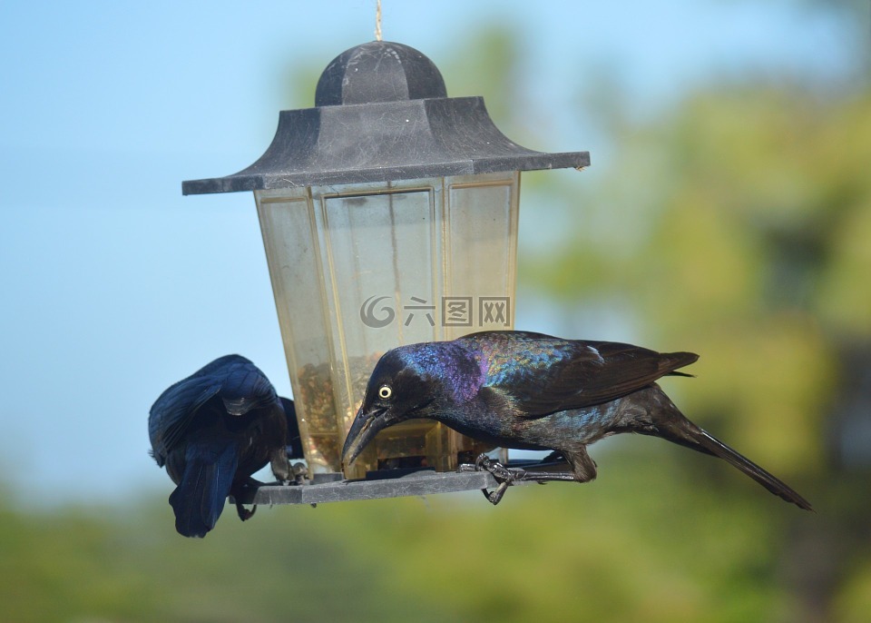 grackles,黑鸟群,黑