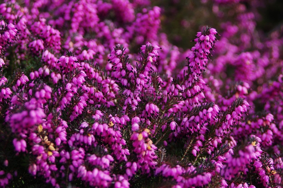 希瑟,vulgaris,紫色