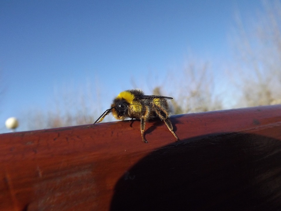 蜜蜂,黄色,黑
