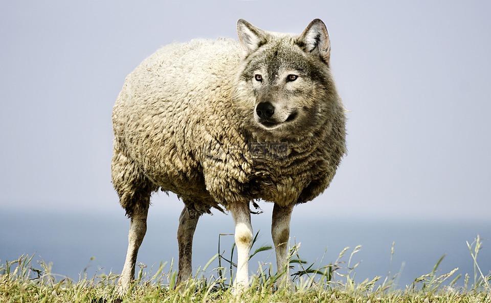 披着羊皮的狼,狼,羊