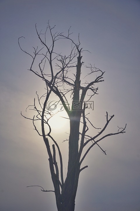 枯树,戈壁,太阳