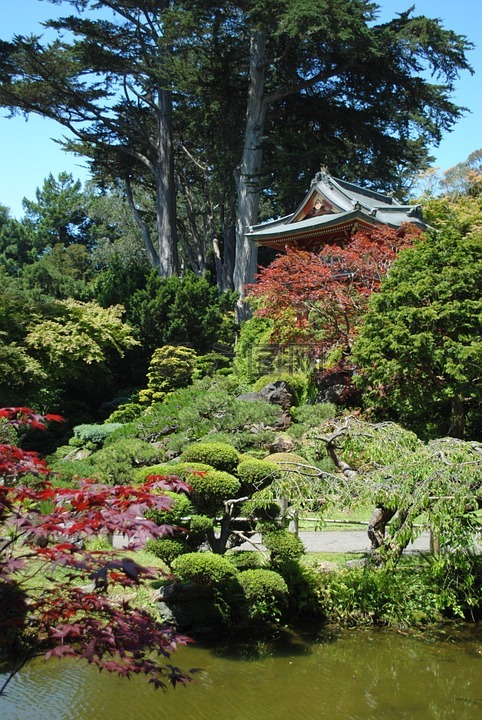 日本花园,花园,树