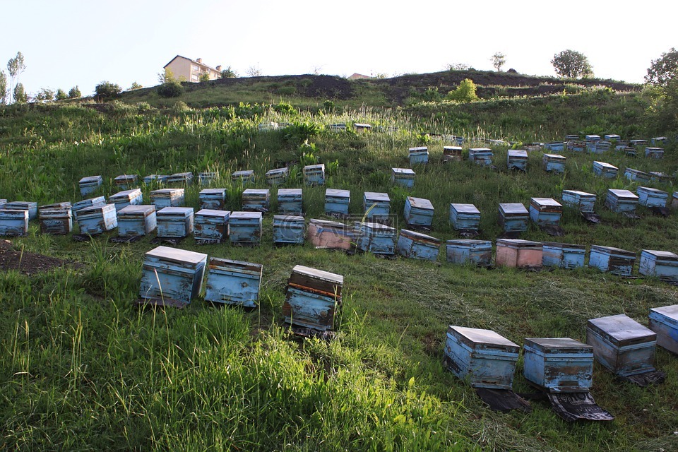 养蜂业,蜂房,山