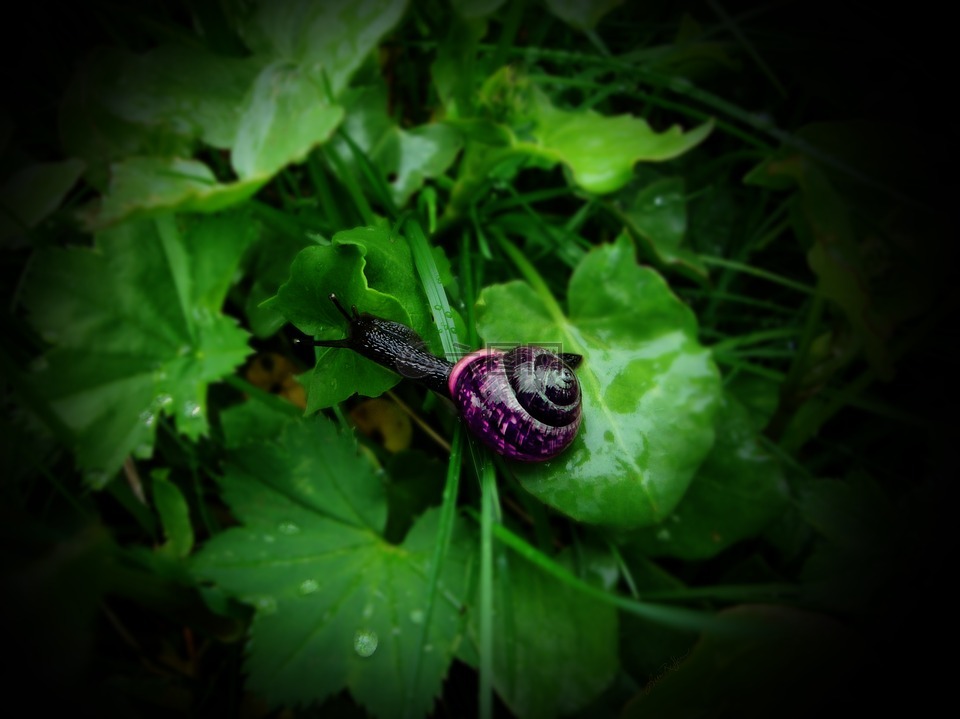 蜗牛,黑蜗牛,紫色的壳蜗牛