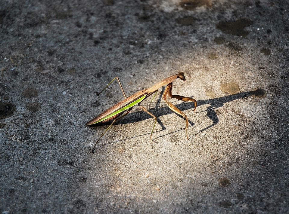 螳螂,光照,摄影