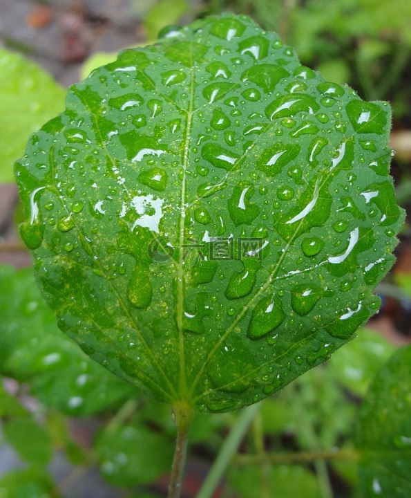 叶,雨,雨滴