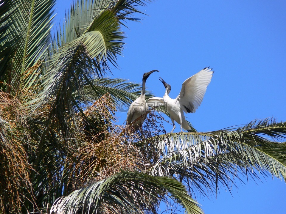 朱鹭,棕榈树,鸟