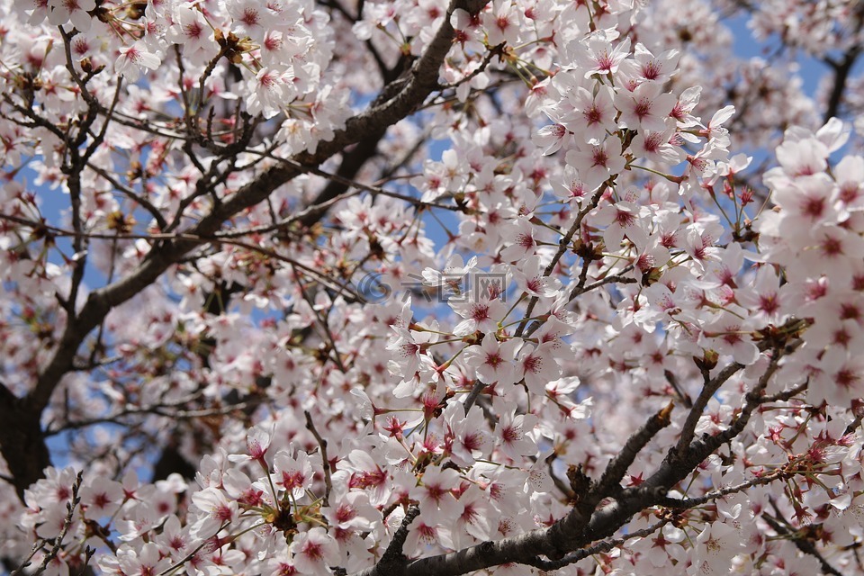 樱花盛开,4 月,春天
