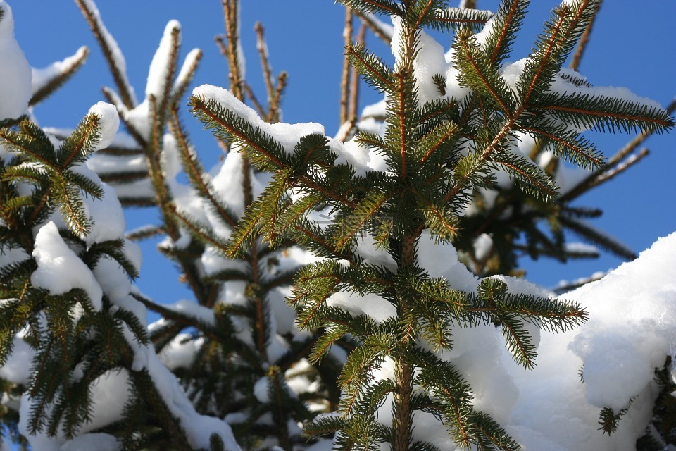 雪,冬天,松树