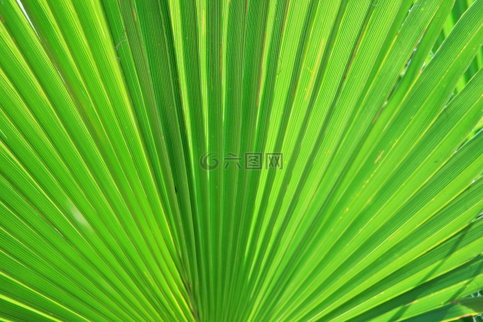 棕榈,叶,风扇