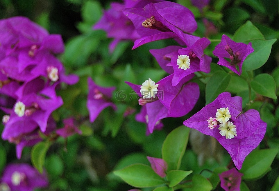 鲜花,紫,紫色花