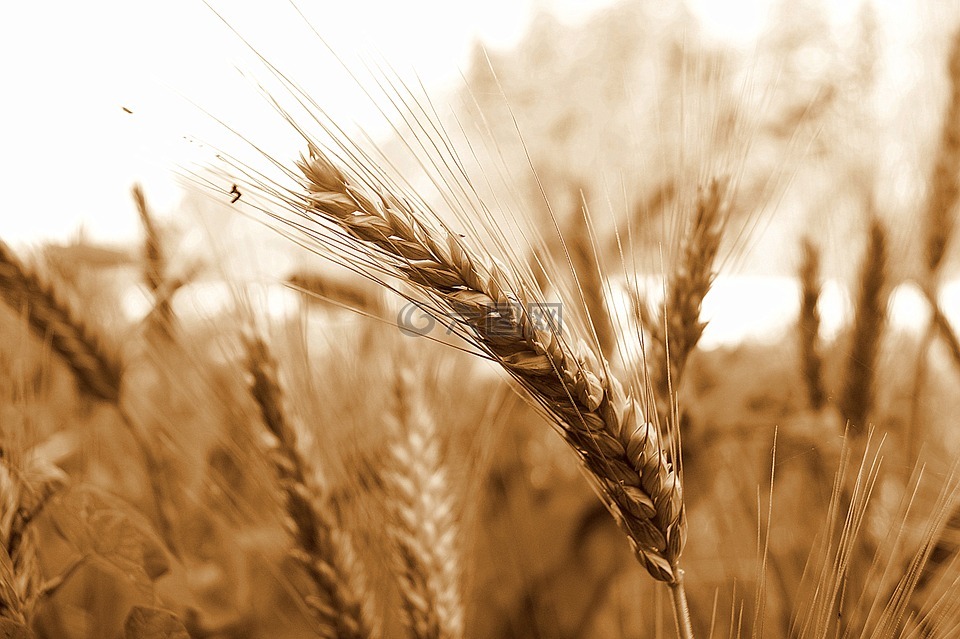 小麦,谷物,收获