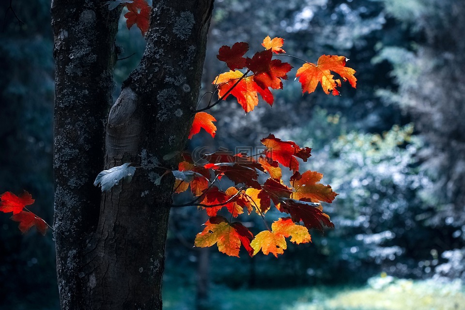 自然,秋天,户外高清图库素材免费下载(图片编号:6667732)